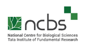 NCBS