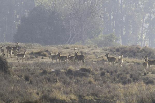 deers in the forest