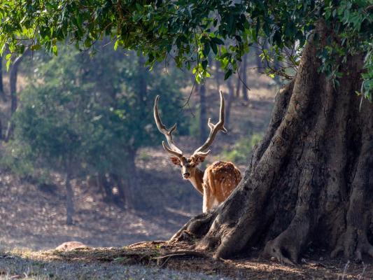 deer