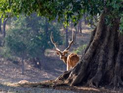deer during solo trip to MP
