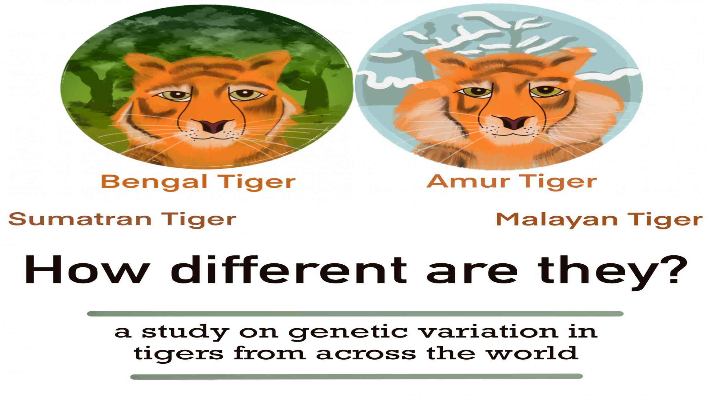 Tigers Across the World | NCBS Tigers Across the World | NCBS