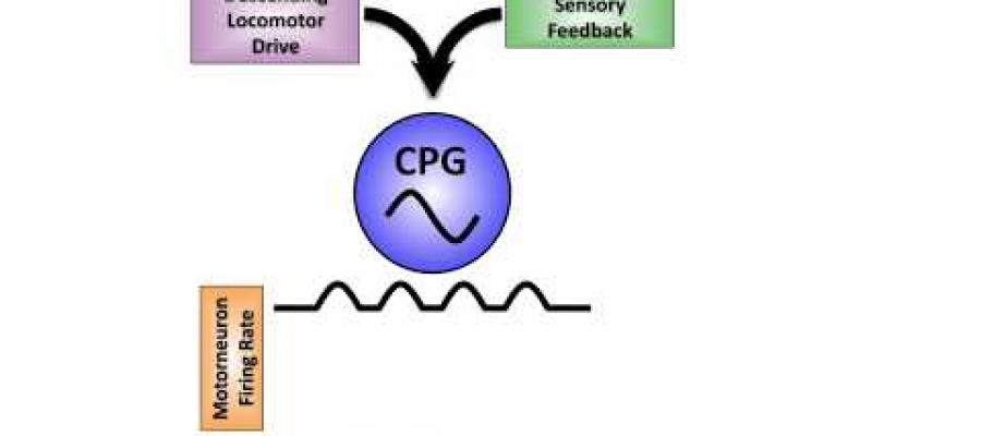 How Animals Control the Speed of Their Movements/ Curr. Biol., Feb. 20, 2020 (Vol. 30, Issue 5)